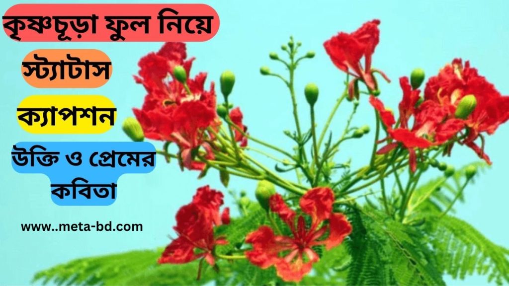 কৃষ্ণচূড়া ফুল নিয়ে স্ট্যাটাস, ক্যাপশন, উক্তি ও প্রেমের কবিতা